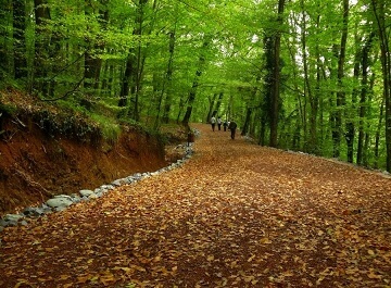 جنگل بلگراد استانبول